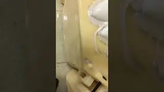 CuttleFish Whole Clean