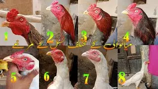 Mianwali Ka 8 Colour Ke Murge | White Aseel Murge | Ratta Aseel Murga | Mianwali Shaukeen mini zoo ?