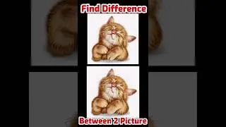 Find The Difference Between 2 Pictures Of Cute Animal Cats #shorts #riddles #different #cuteanimals
