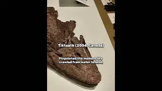 Most Important Discoveries...  #dinosaur #fossils #paleontology