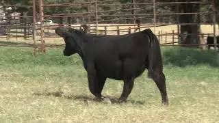 Thompson Livestock Sept 2021 Tag 14