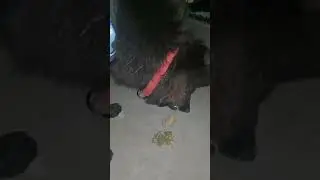 Dog ASMR german shepherd eating That Feels Too Satisfying 🤤🐾love dog eating sounds #asmr