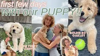 Our puppy's first week home | 8 WEEK OLD GOLDEN RETRIEVER PUPPY!
