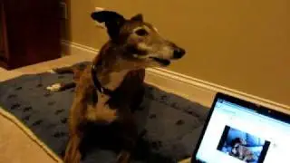 River II: The Sequel (greyhound rooing to himself)