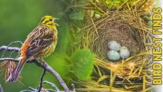 Finding a Yellowhammer Nest | Nest Finding & Monitoring 2024
