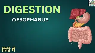 Life processes | Digestion - oesophagus | &mdash; In Hindi (हिंदी में) # Tannu techscience #biology