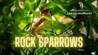 ROCK SPARROW
