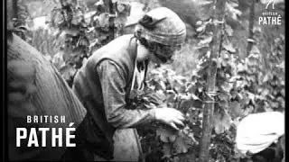 The Wine Harvest (1930)