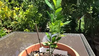 Citrus lemonquat, I&rsquo;ve had this over a year if memory serves me correctly but it&rsquo;s barely grown 😬