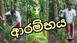 ජීවිතේ අලුතෙන්ම පටන් ගත්තා..අලුත් වෙනසකින් / පුවක් වගාව  Life has begun a new. With a new change