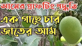 আমের গ্রাফটিং | আমের মাল্টি গ্রাফটিং পদ্ধতি | Mango grafting Technique | অবিশ্বাস্য গ্রাফটিং টেকনিক