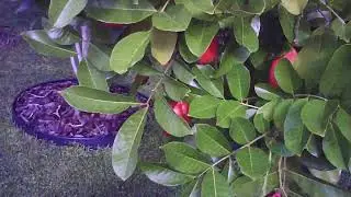 BARRY CHECKING IS ACKEE TREES IN THE BACKYARD !!!2025 video#746