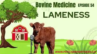 EP 54: Lameness in Cattle: Causes, Diagnosis & Treatment | Pet Care Partners