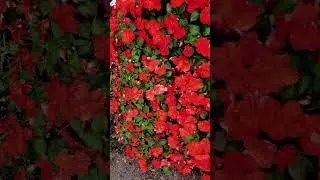 Impatients in the Garden Provides Instant Color