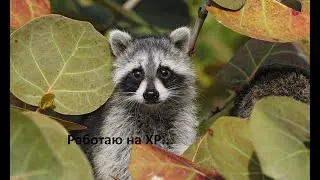 Настройка Mypal 68