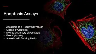 Apoptosis Assays (Notes included)