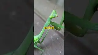HEALTHY FOOD PRAYING MANTIS #horse #animalesdomesticos #domesticanimals #animalessueltos #aquarium