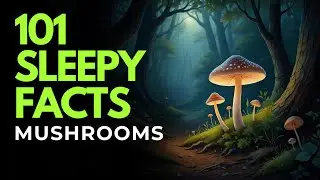 The Most Relaxing Facts About Mushrooms to Fall Asleep To
