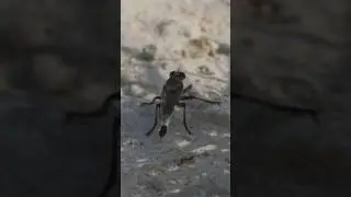 Robber Fly poops, Ant investigates