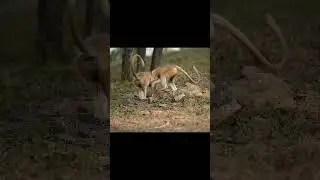 #monkey #comedyvideo #funnyvideo #wildlifeanimals #fun #professionallife #emotional