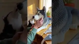 😱 A Heartwarming Moment: Decorating a Dog Cake🎂🐶 (AI) #puppy