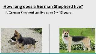 What Are The Unique And Special Things About German Shepherds?