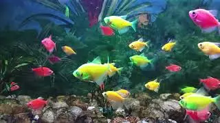 Fish tank America🥰🥰🥰 51