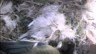 Blue Tit Hatching