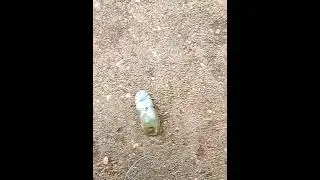 Ticks mating