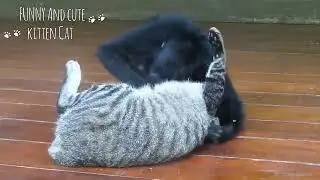Monkeys 🐵 vs 😺 Cats | Funniest Monkey | Annoying 😾 Cat Videos Cat and Monkey are friends 2023 video