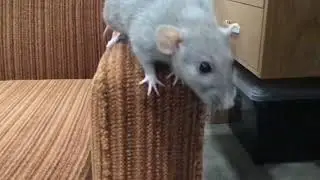 Can someone help me? My rat may have a respiratory infection