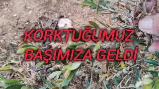 Arbequina zeytinleri kar yağışı don ve buzlanma dan ciddi zarar görmüş