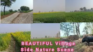 Our Village Side Beautiful Nature Scene| Wheat Fileds and Crops | Domestic Animals| 