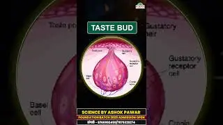 जीभाचे कार्य | जीभ काय काम करते? #MPSCScience   #TongueFunction  #RajyasevaScience #UPSCScienc #yt