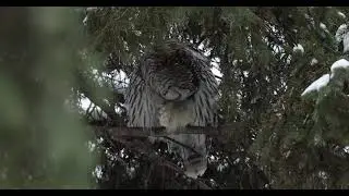 Chouette ray&eacute;e / Barred Owl
