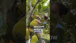 How to tell when a jackfruit is ready to harvest! #jackfruit #exoticfruit #ripe #garden #shorts