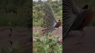 Beauty at it best form #peaceful #peacock #dance #pets #peacockdance