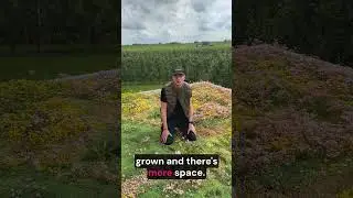 Removing weeds - Sedumworld