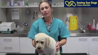 What can your dog hear?