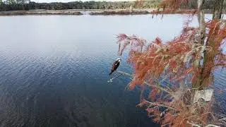 Mavic Mini - Close Call