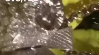 Future (ft. Drake)WATTBA2 Snippet