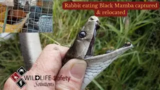Rabbit eating Black Mamba captured & relocated