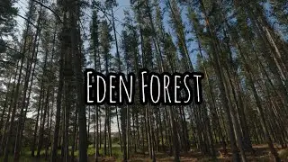 Eden Forest | Silent POV Hike | 4k60fps |