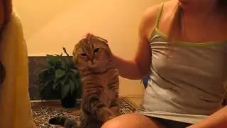 Pat the cat