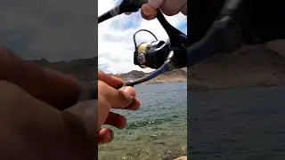 catching bass at lake Mohave #bassfishing #catchandrelease #nedrig