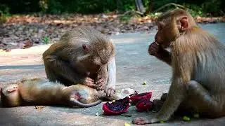 Such Nice Family Monkeys of Moms Joyce Luna And Libby