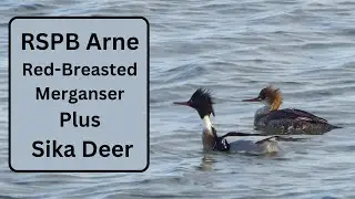 RSPB Arne - Red-Breasted Merganser and Sika Deer