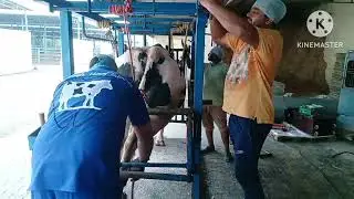 Bovine Saparm Center Hisar (Ram Singh Hoof trimmer kila Hans (9814782933,9815552933). 31-7-2025