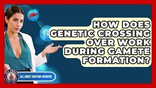 How Does Genetic Crossing Over Work During Gamete Formation? - All About Anatomy Answers