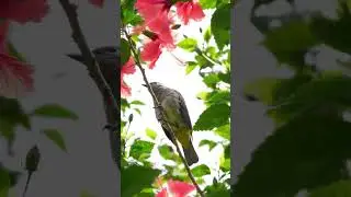 Amazing Bird Songs of Small‑billed Elaenia Preening among Coral Hibiscus Blooms 🌺🐦☀️  #birdsong